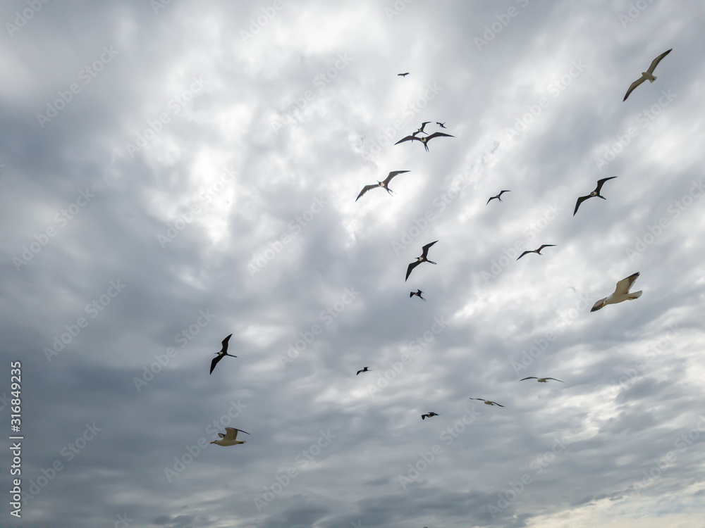 Beautiful show! Two types of seagulls in flight, in cloudy skies, before summer storms, Larus dominicanus, and Frigate magnificens fish and fly before thunderstorms...I