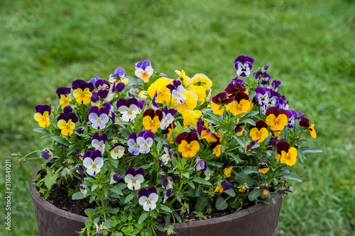 Viola plant with multicolor flowers , Viola, Common Violet, Viola tricolor in...