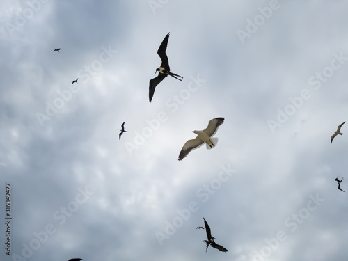 Beautiful show  Two types of seagulls in flight  in cloudy skies  before summer storms  Larus dominicanus  and Frigate magnificens fish and fly before thunderstorms...I