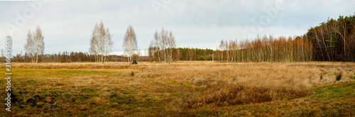 Panoramic view of forest edge with mostly young birch trees. Gray day of December in Zatory, Poland, Europe.