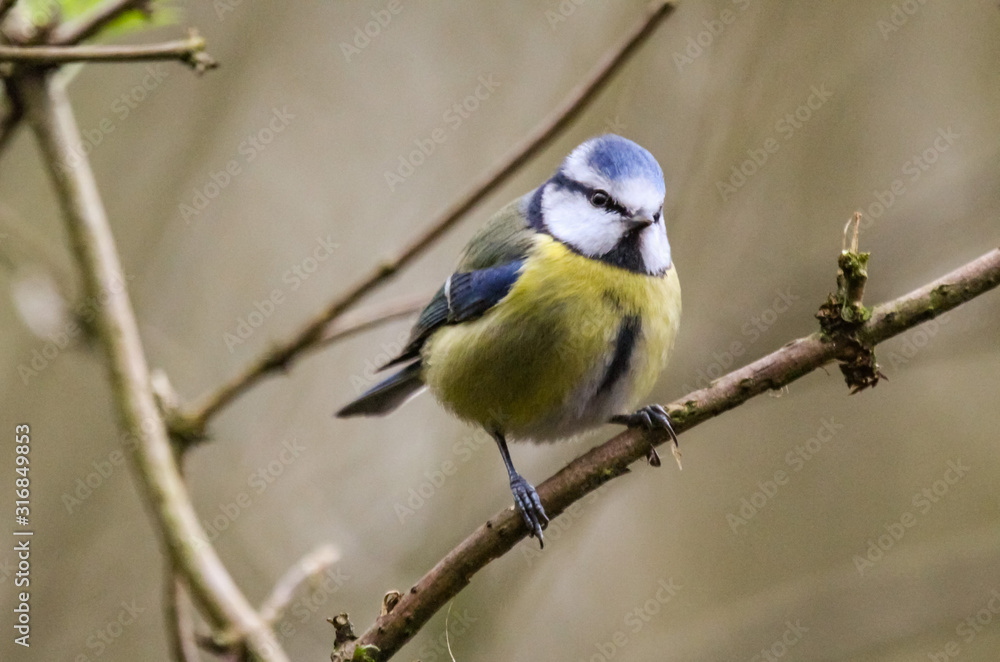 Naklejka premium bluetit