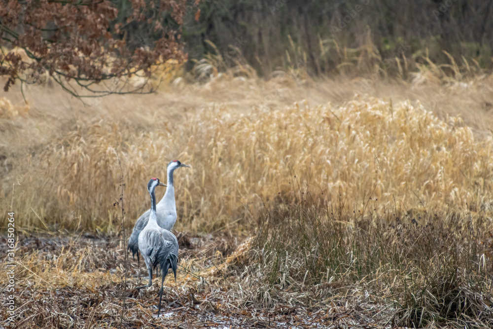 two cranes are standing in a field looking for food