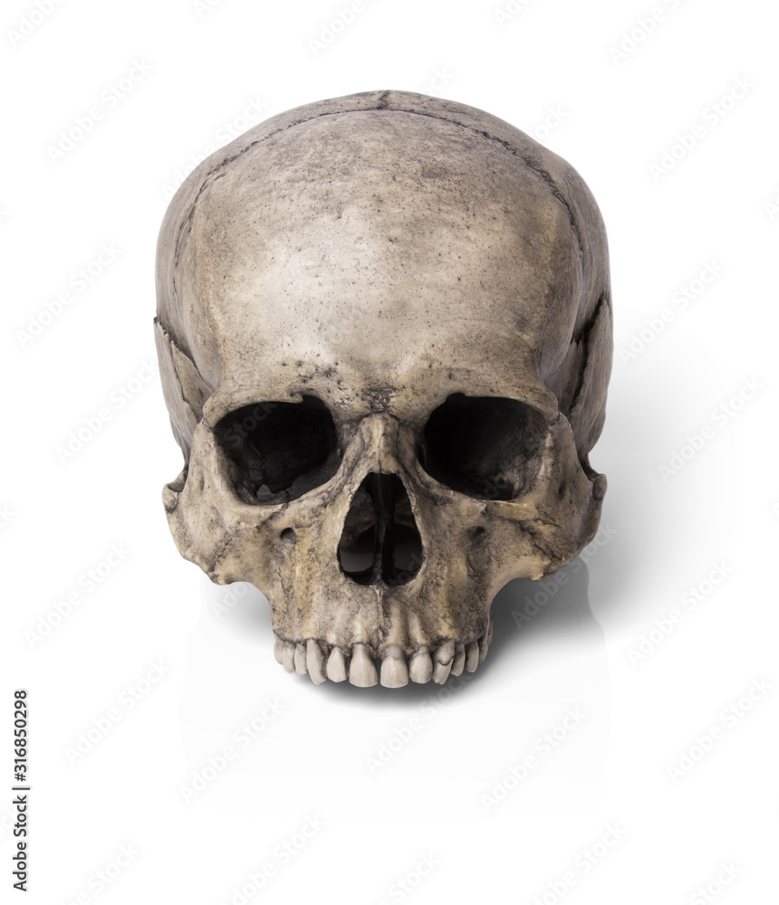Obraz premium Human skull, isolated on white background