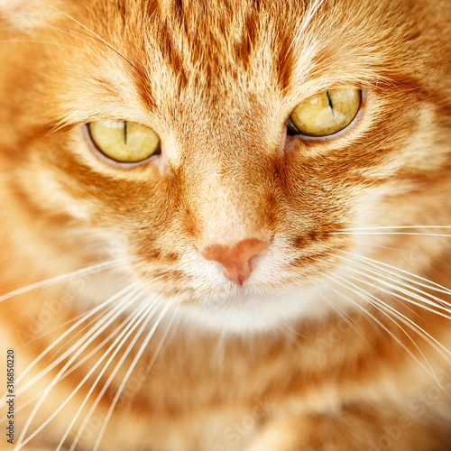 Cute young ginger cat close-up portrait, animal at home, headshot,