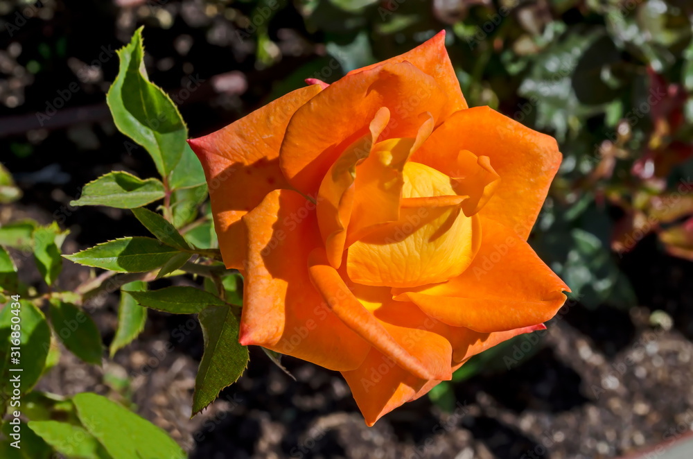 Photo of a orange rose in the monastery garden of Zhelyava village, Sofia region, Bulgaria 