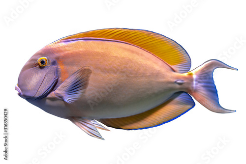 Tropical coral fish Surgeon fish isolated on white background 