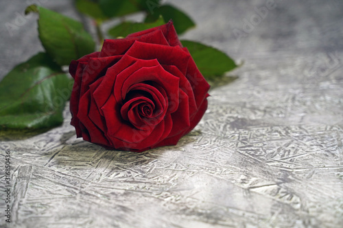 red rose on a gray wooden background