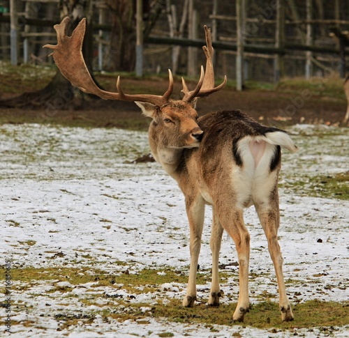 fallow deer in the forest