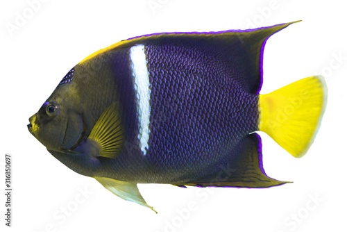 Tropical coral fish King Angelfish (Holocanthus passer) isolated on white background photo