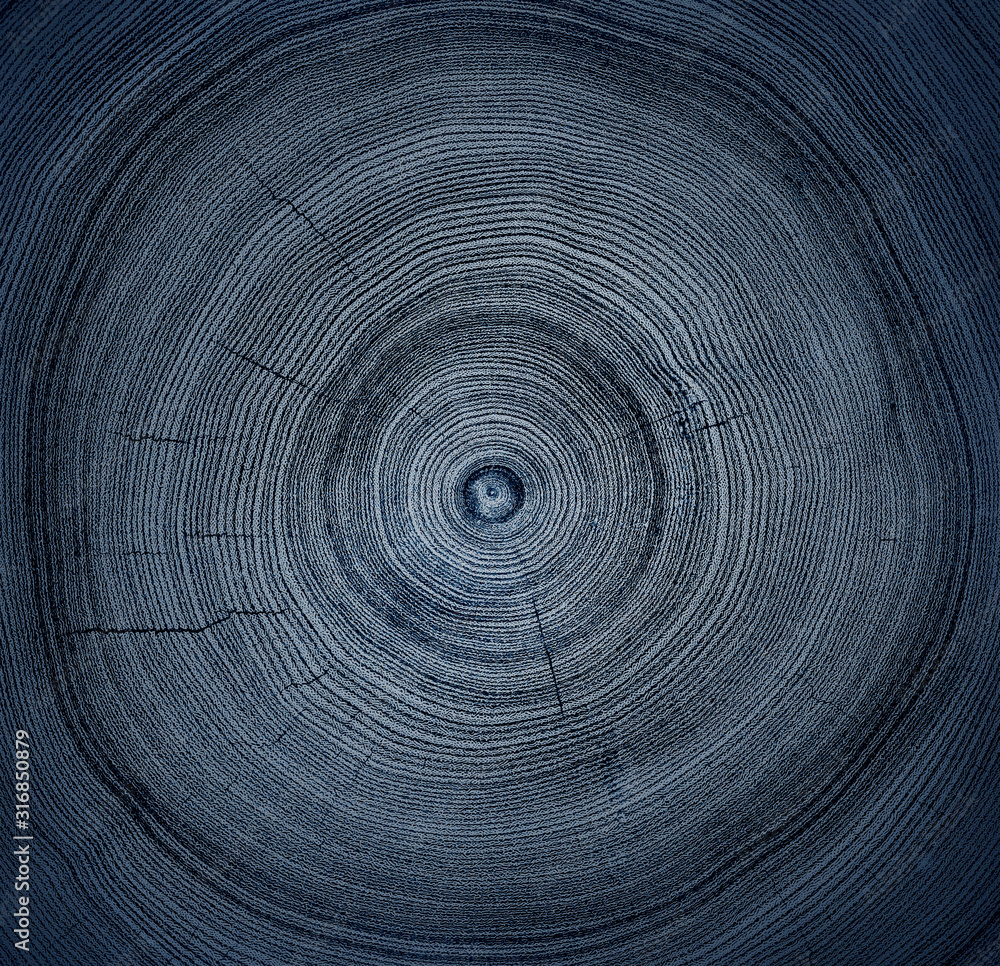 Fototapeta premium Monotone blue cut wood texture. Detailed flat background of a felled tree trunk or stump. Rough organic tree rings with close up of end grain.
