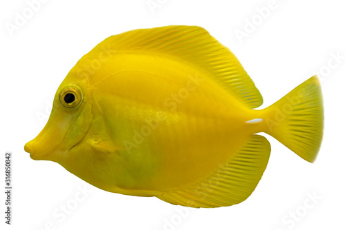 Tropical coral fish Yellow tang (Zebrasoma flavescens) isolated on white background photo