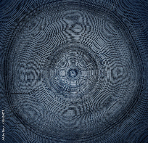 Monotone blue cut wood texture. Detailed flat background of a felled tree trunk or stump. Rough organic tree rings with close up of end grain.