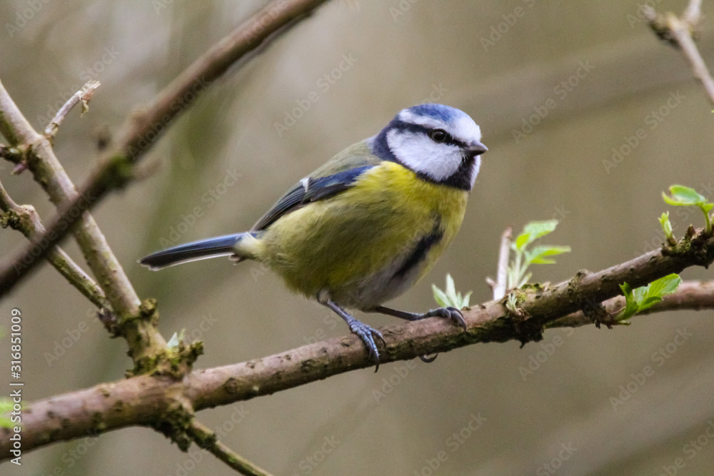 Fototapeta premium bluetit