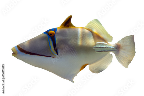 Tropical coral fish Picasso triggerfish (Rhinecanthus aculeatus) isolated on white background