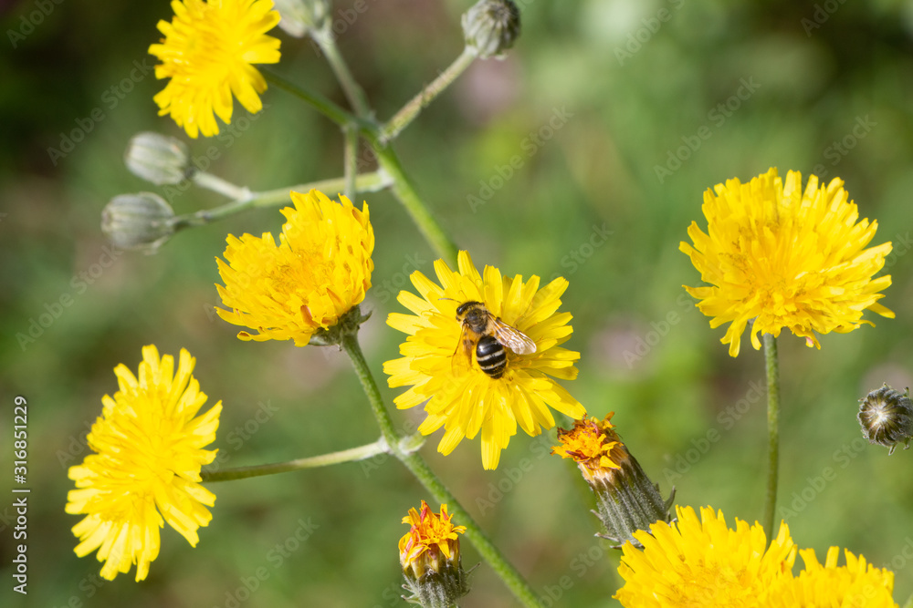 Fototapeta premium Bee pollinate on dandelion flowers in a garden during spring