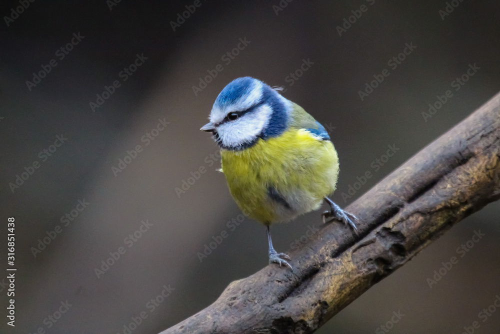 Naklejka premium bluetit