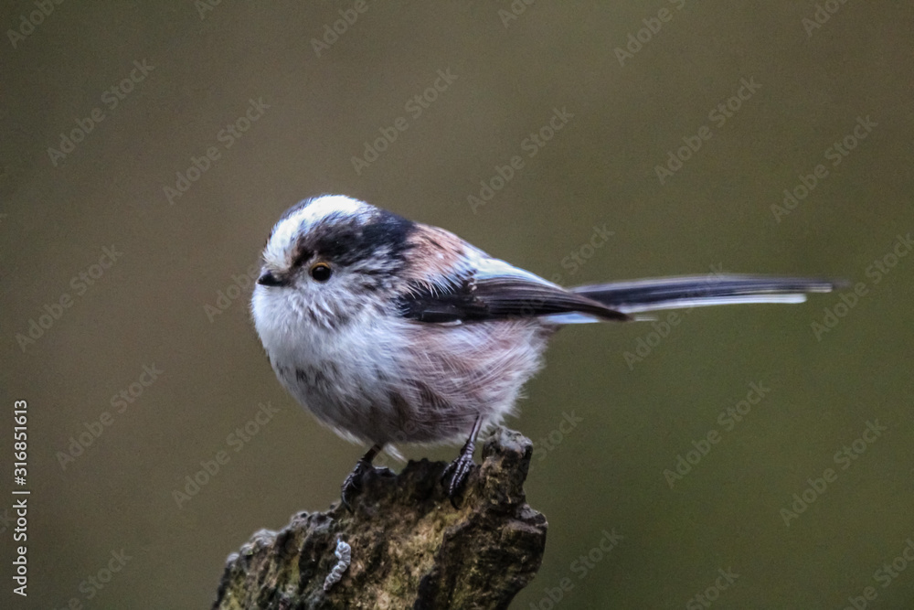 long tailed tit