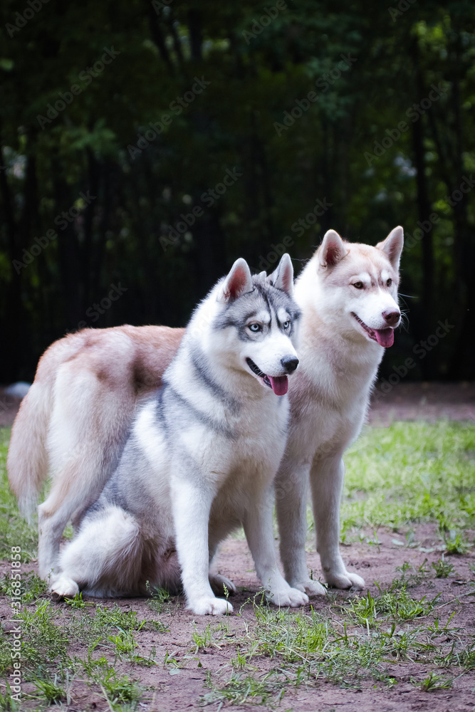 Red and gray husky dogs together, couple Red and gray husky dogs together, couple