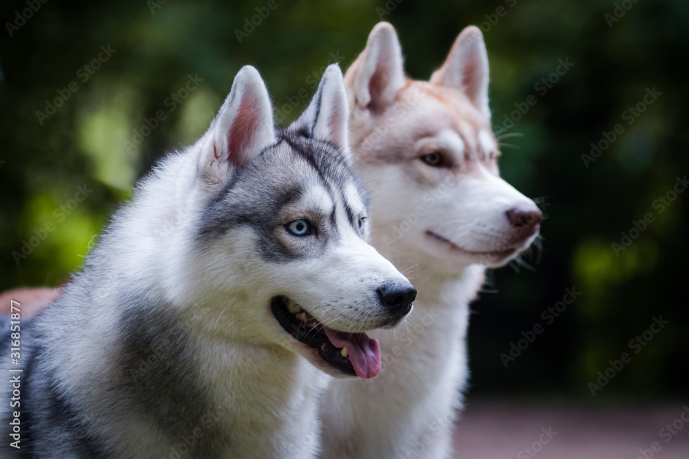 Red and gray husky dogs, portrait