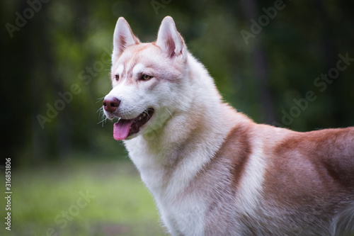 Beautiful red-haired husky dog in the park