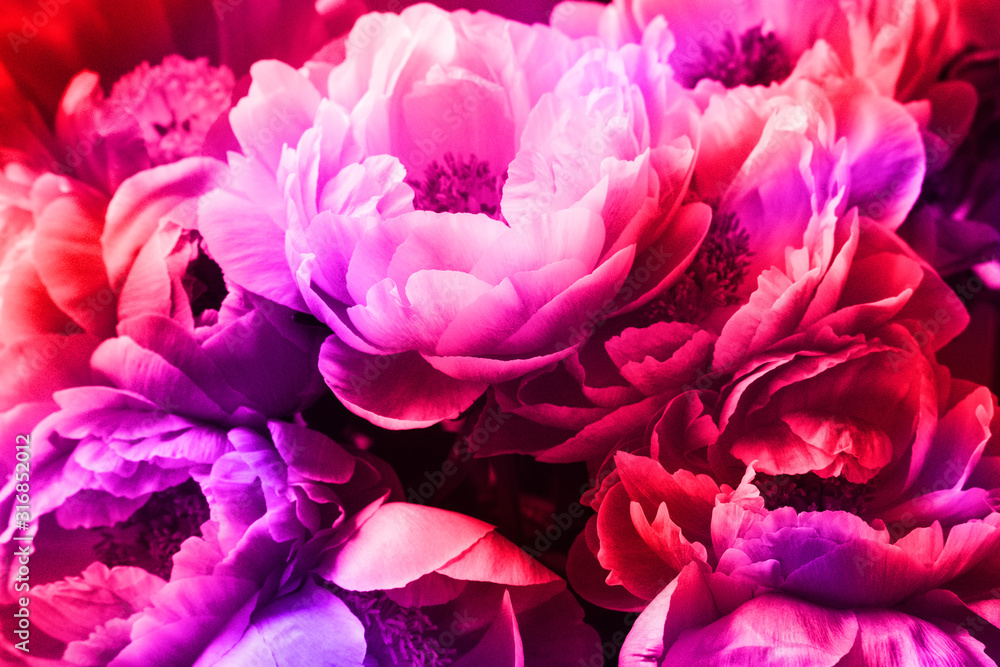 Peonies with neon light. Background for Valentines day.
