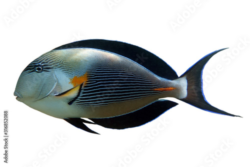 Tropical coral fish Sohal surgeonfish - Acanthurus sohal isolated on white background