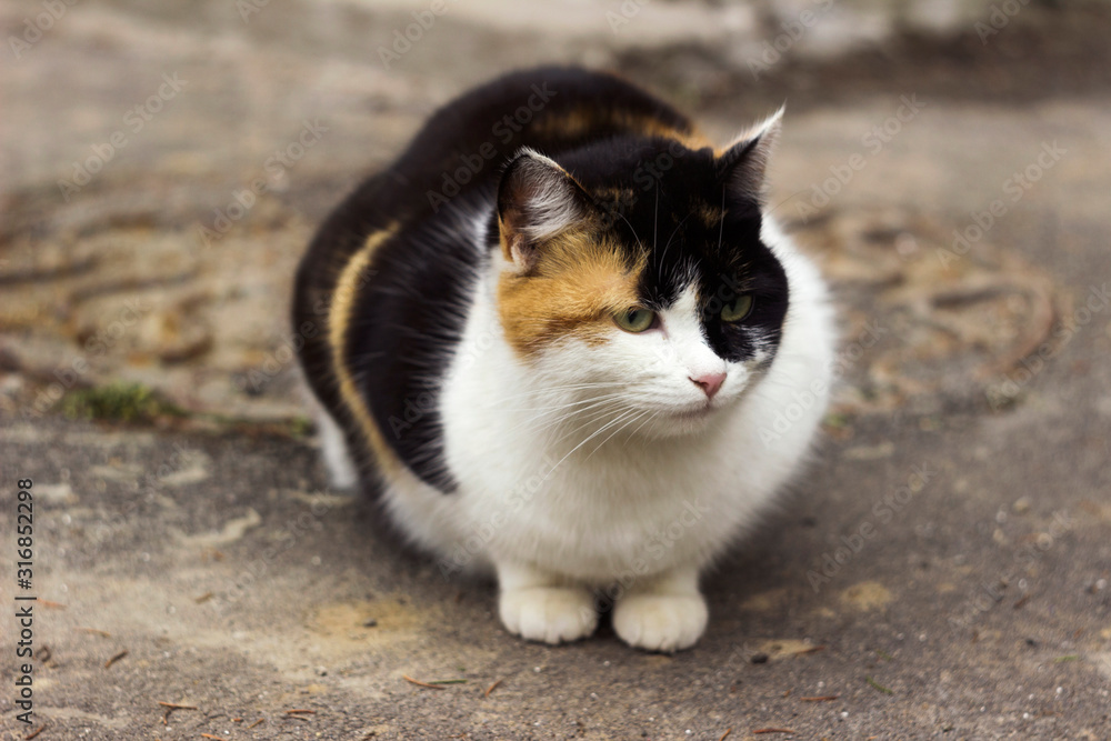 A tricolor street cat sits in the pavement near the hatch. Black and white ginger cat, mammal animal A tricolor street cat sits in the pavement near the hatch. Black and white ginger cat, mammal animal