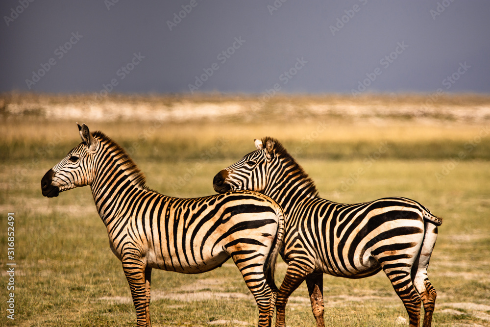 Fototapeta premium Zebras