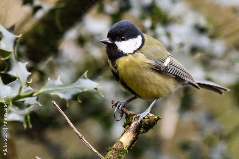 great tit great tit