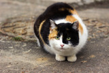 A tricolor street cat sits in the pavement near the hatch. Black and white ginger cat, mammal animal