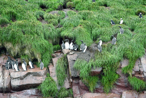 Common murre birds on rocks