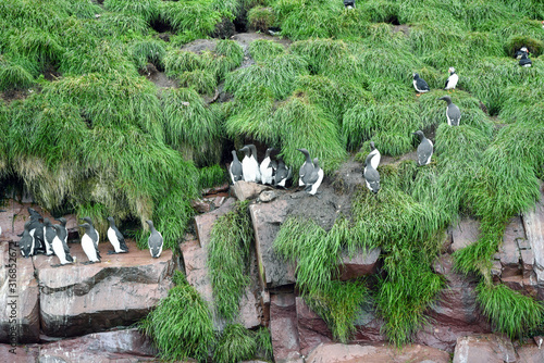 Obraz na plátně Common murre birds on rocks