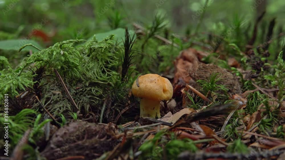 Appetizing edible mushroom growing on hill in forest. Organic vegetarian food. Healthy meal and ingredient of tasty dish. Amazing woodland scenery surrounded by green grass. Sunlight through trees Appetizing edible mushroom growing on hill in forest. Organic vegetarian food. Healthy meal and ingredient of tasty dish. Amazing woodland scenery surrounded by green grass. Sunlight through trees