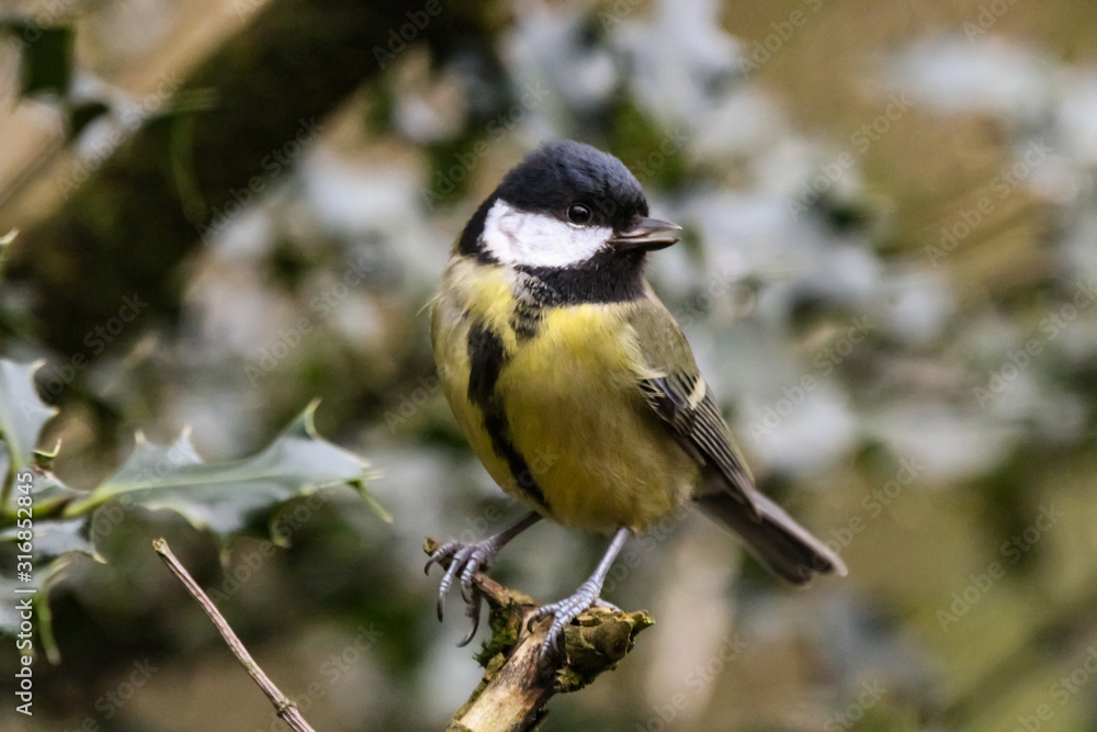 Fototapeta premium great tit