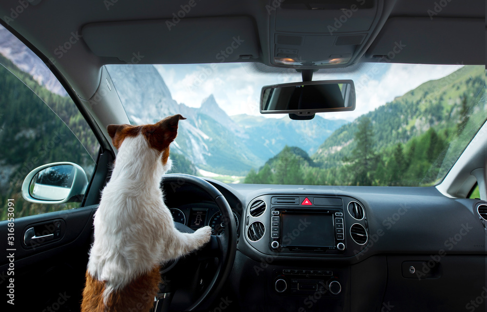 Ride with a dog in the car. Traveling with a pet. Jack Russell T