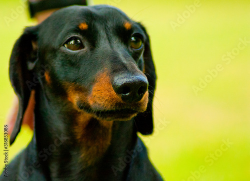 Miniature Dachshund Dog © ANDREW NORRIS
