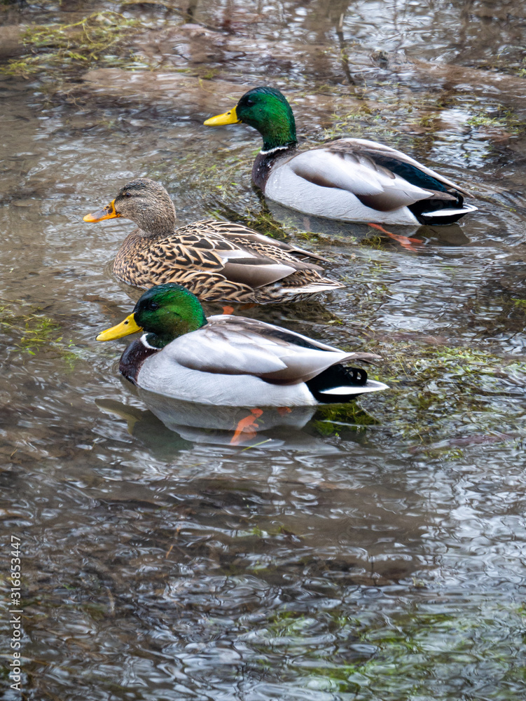 Obraz premium Ducks in winter