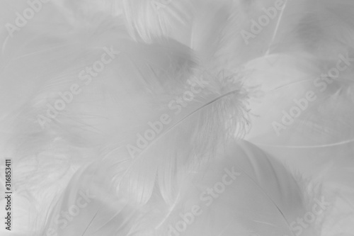 Beautiful abstract colorful black and white feathers on white background and soft gray feather texture on white pattern and gray background. black feather texture, white love banners valentine day.