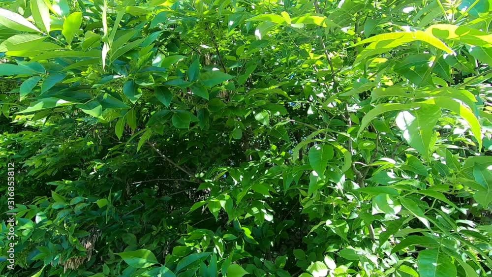 Green foliage of a tree stirs in the wind Green foliage of a tree stirs in the wind