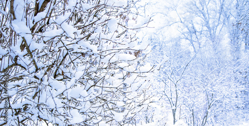 Snow on a branchs of a tree on a background of a winter forest. Nice backdrop web banner with place for text.