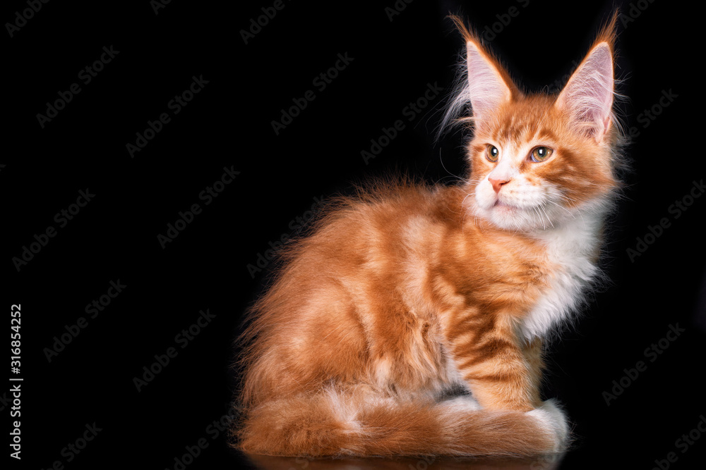 Adorable cute maine coon kitten on black background in studio, isolated. Copy space.