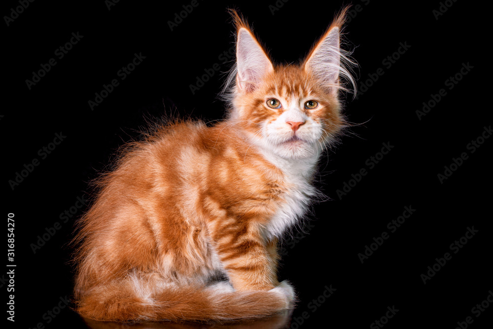 Adorable cute maine coon kitten on black background in studio, isolated. Copy space.