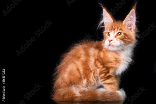 Adorable cute maine coon kitten on black background in studio, isolated. Copy space.