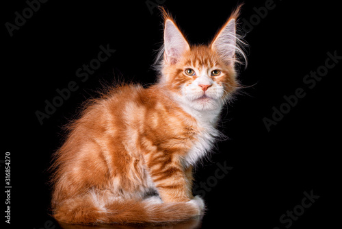 Adorable cute maine coon kitten on black background in studio, isolated. Copy space. © Marina