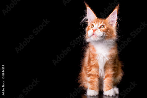 Adorable cute maine coon kitten on black background in studio  isolated. Copy space.