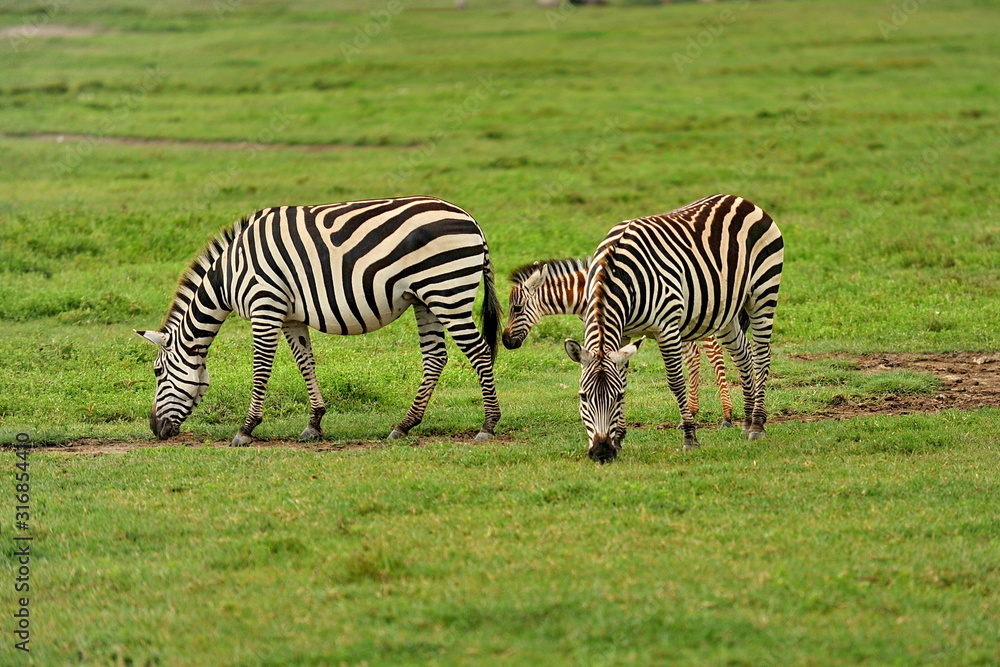 Fauna of the Serengeti park in Tanzania. Fauna of the Serengeti park in Tanzania.