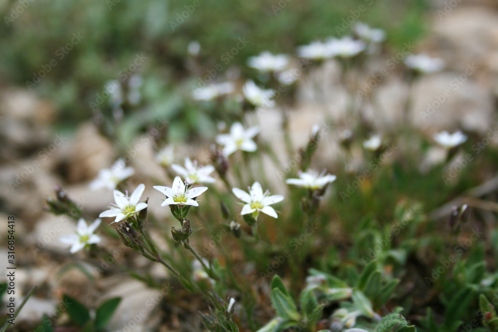 Lawn of white flowers in a stone field Lawn of white flowers in a stone field