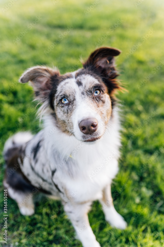 Dog Breed Australian Shepherd outdoor running Dog Breed Australian Shepherd outdoor running