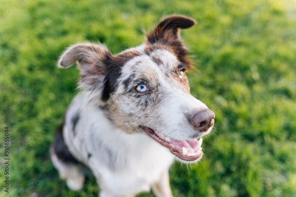 Dog Breed Australian Shepherd outdoor running Dog Breed Australian Shepherd outdoor running