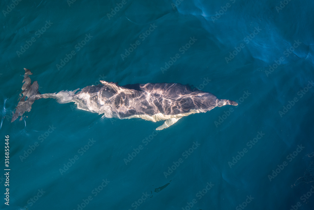 Fototapeta premium Dolphins in the wave, Australia